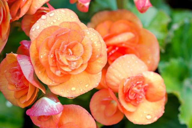 begonia plants