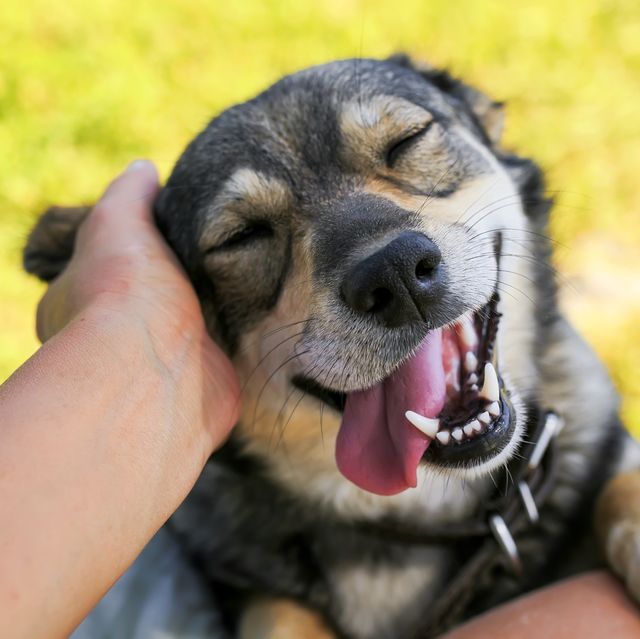 How I Met My Dog HIMMD Dog Adoption Website