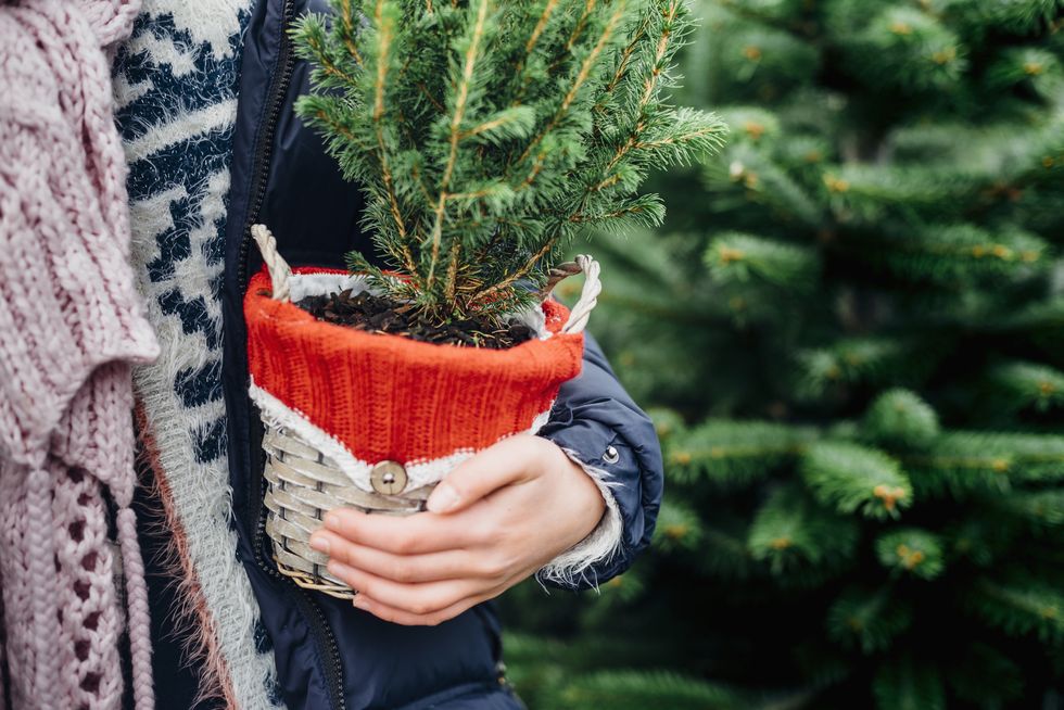 how long do christmas trees last, a person holding a potted tree