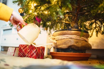 how long do christmas trees last, hand holding watering can to water christmas tree