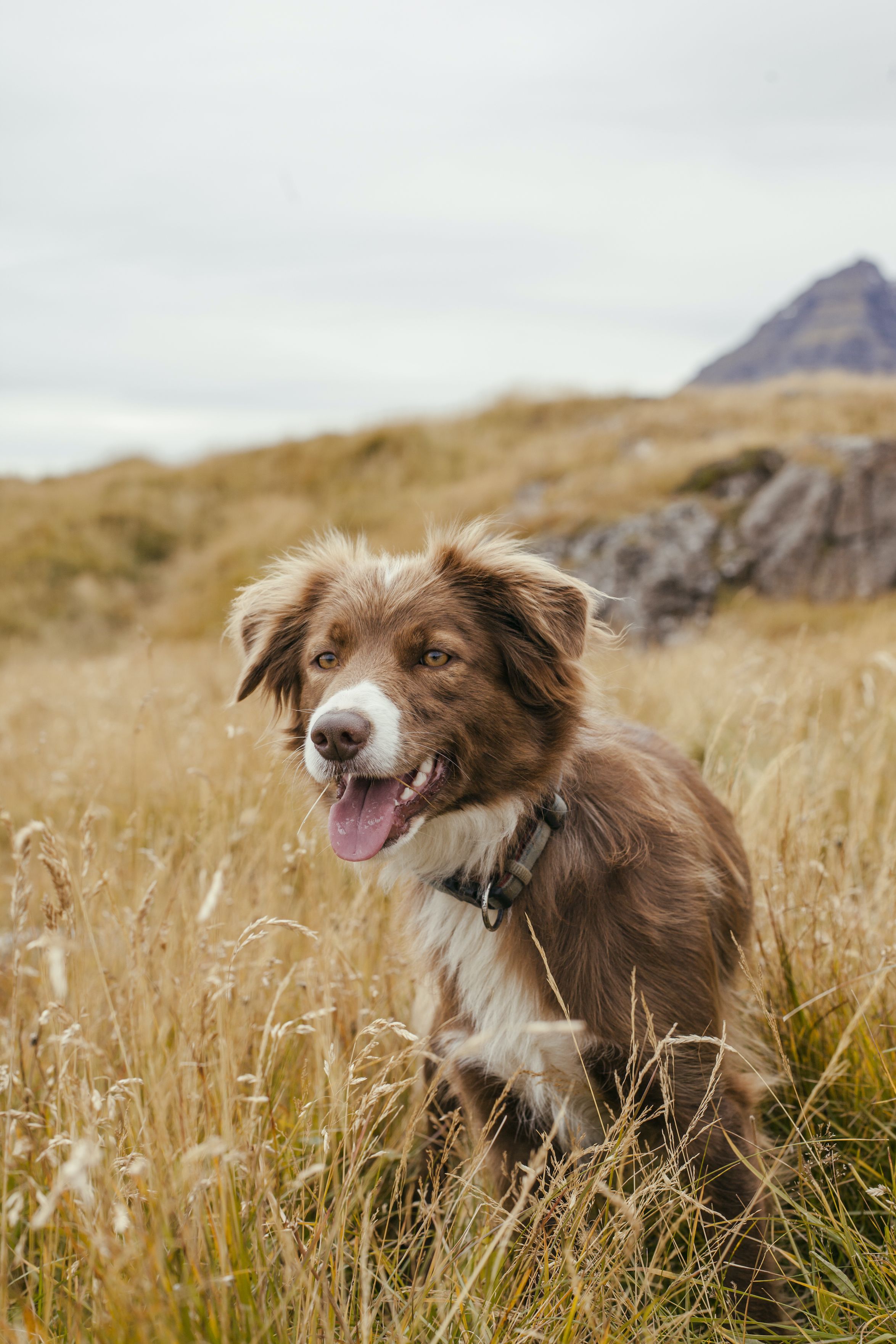 Medium sized dogs store that live long