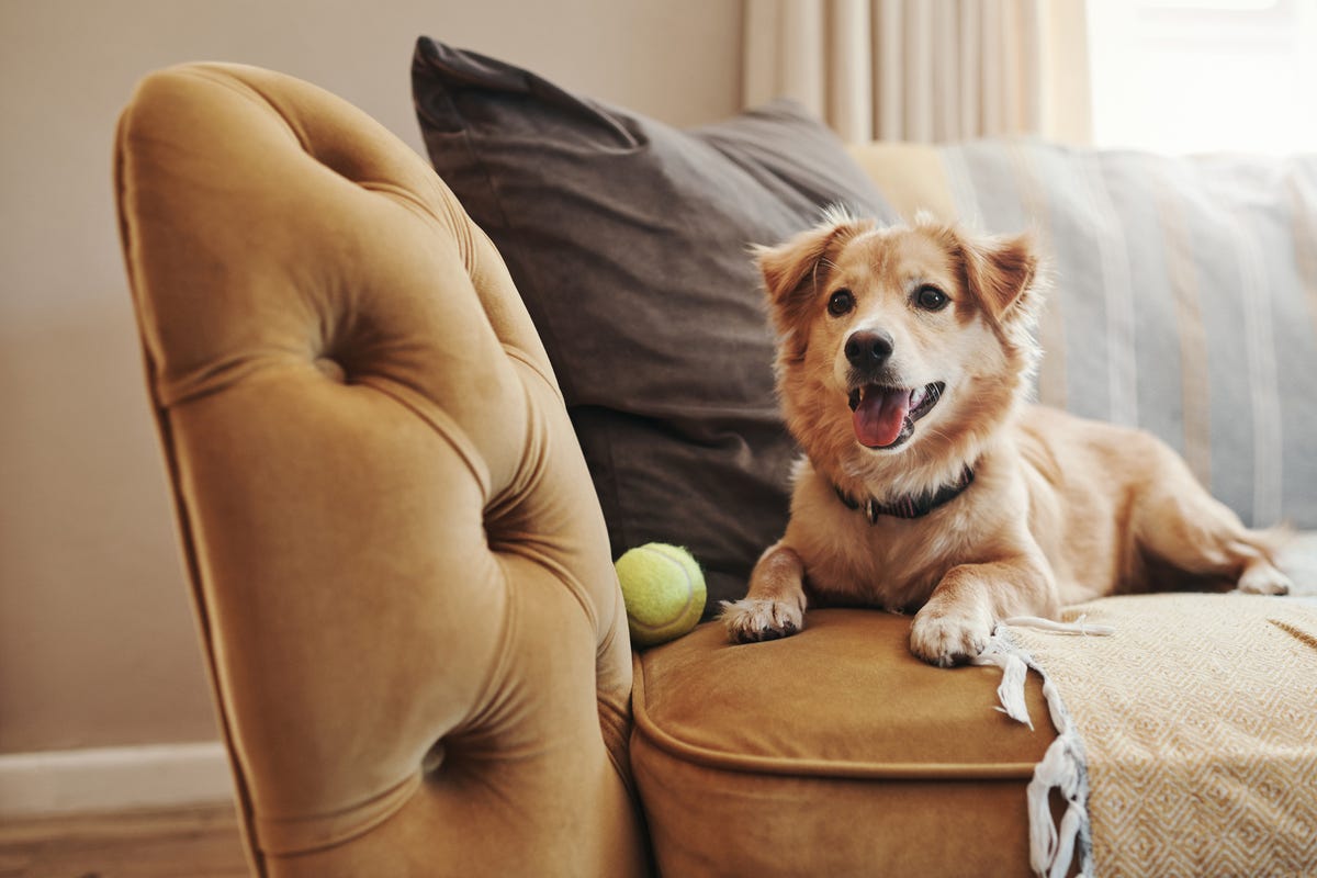 Luxurious pet accessories to spoil your fur-friend with