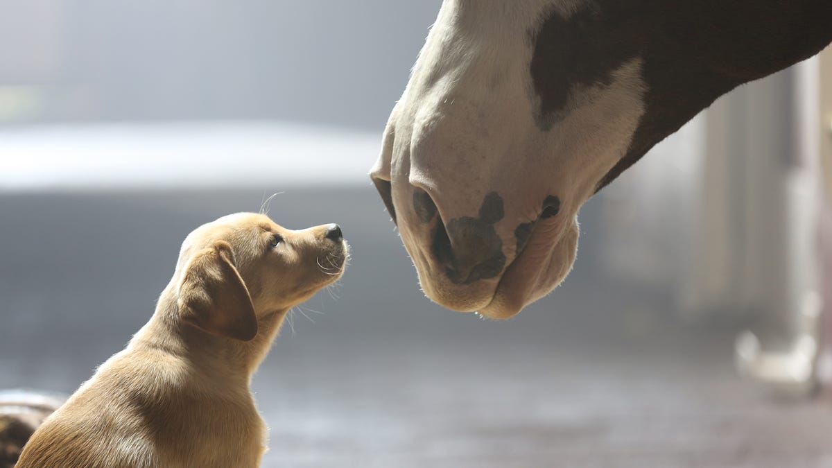 super bowl ad previews