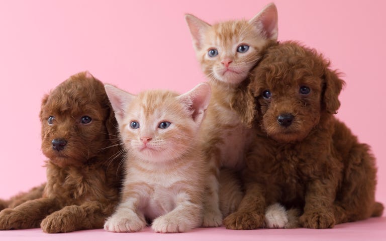how much is dog cat