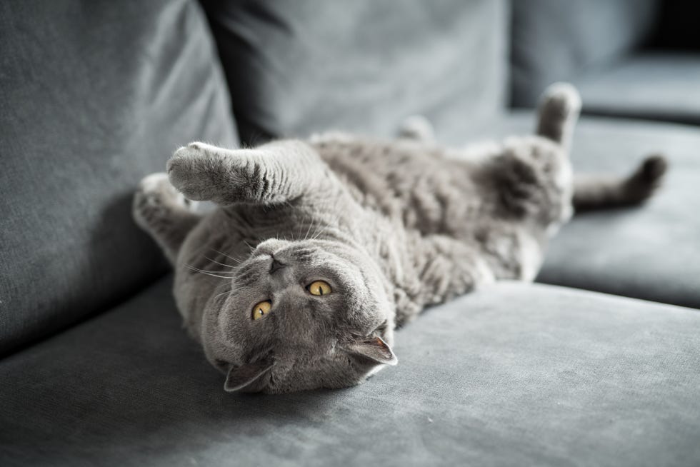 how much is dog cat
