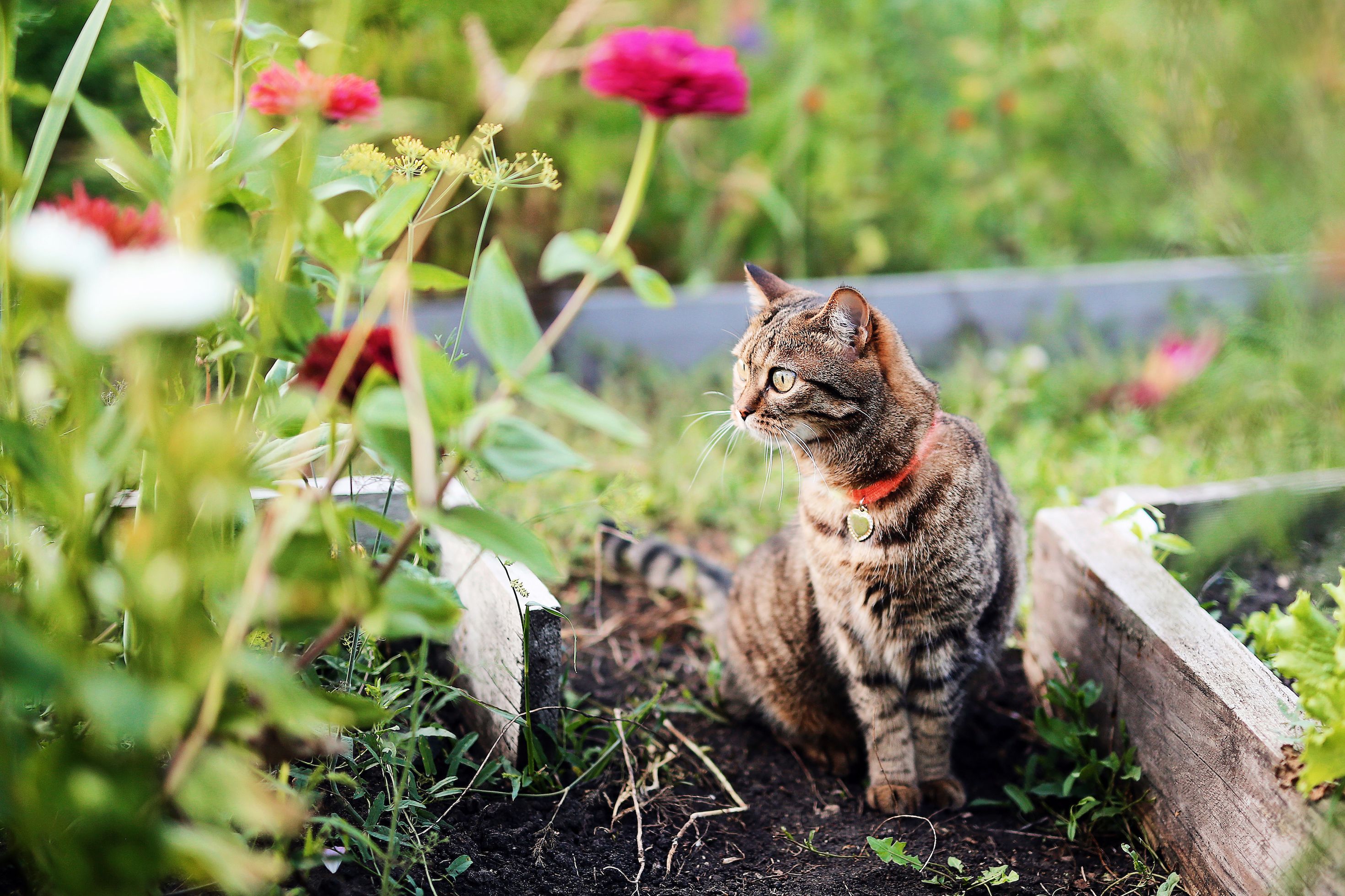 How To Keep Cats Entertained: Cat Games & Creative Ways