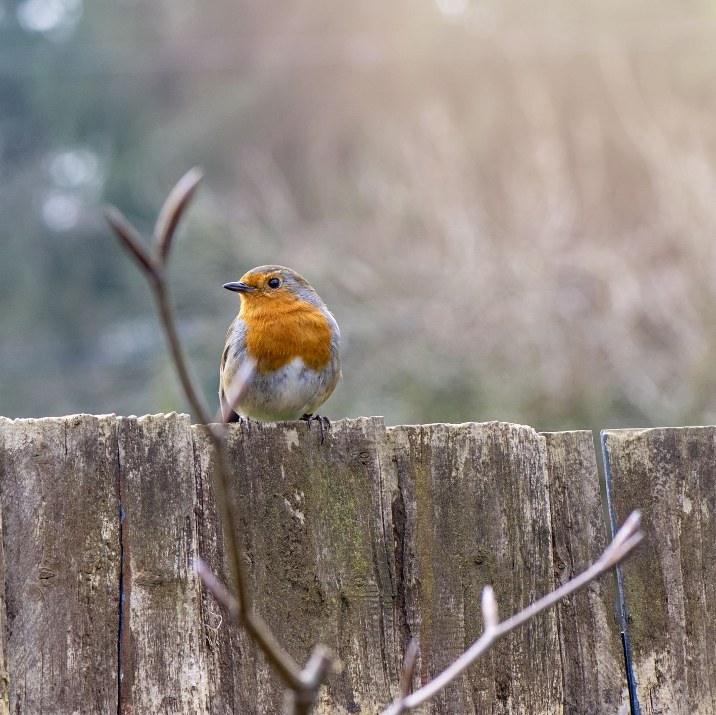 how to attract birds to your garden