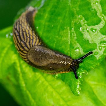slug on a leaf in the garden