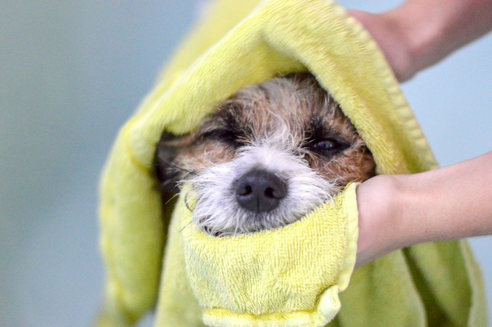 how to bathe a dog