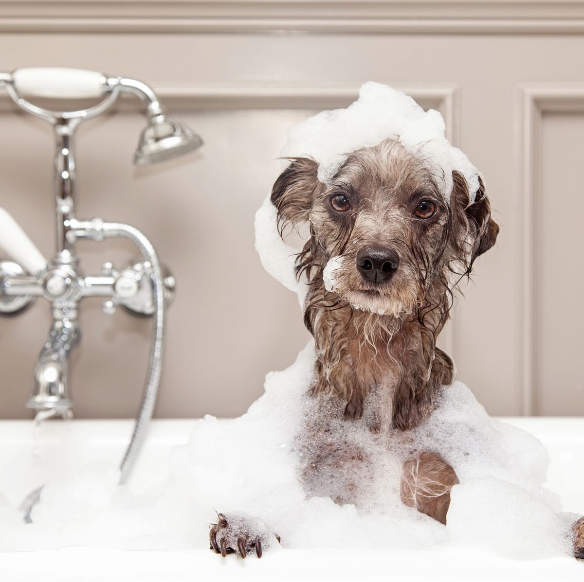 How to Safely Take a Dog or Cat's Temperature at Home