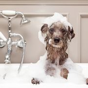 how to bathe dog
