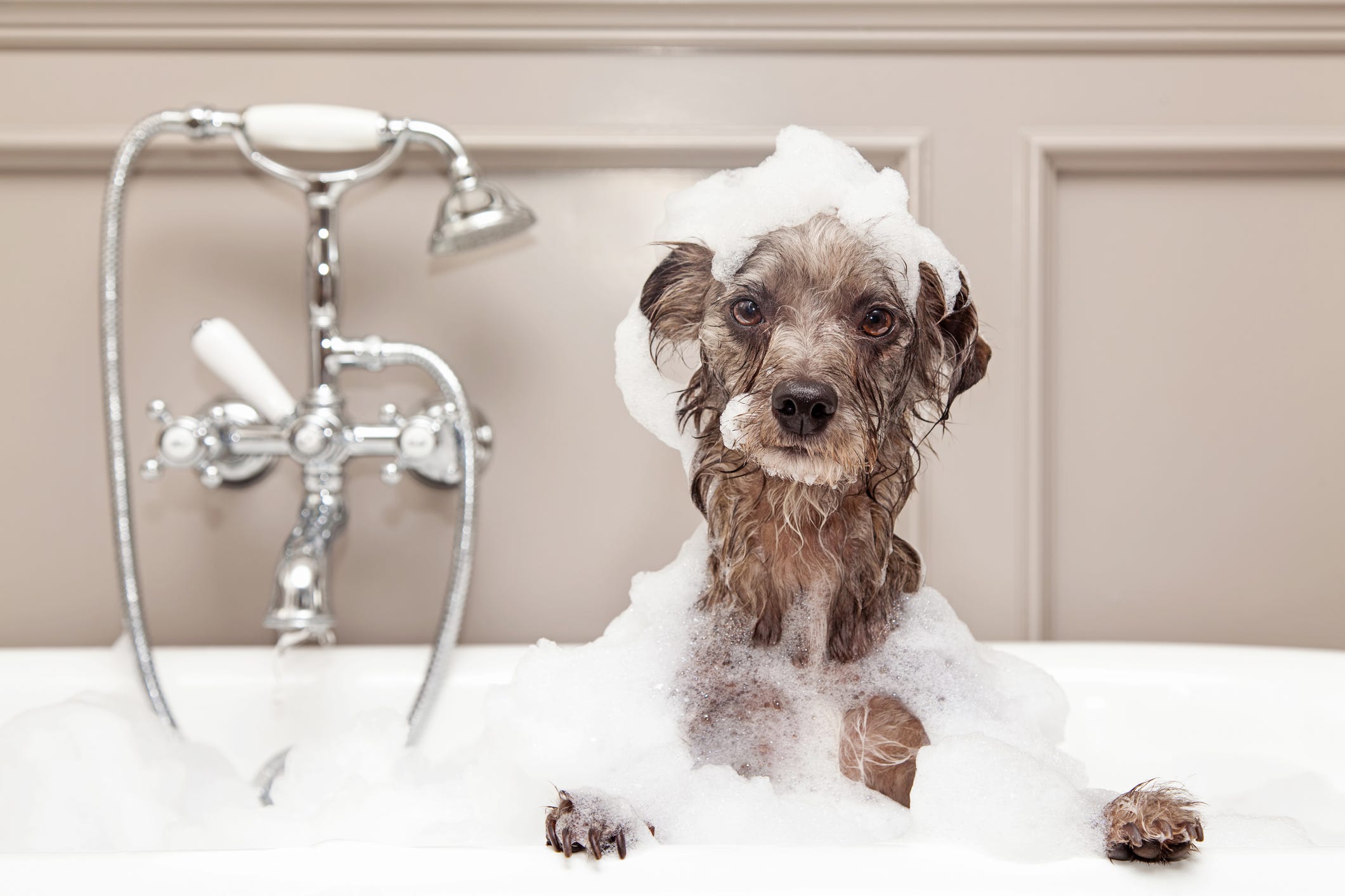 what shampoo is good for dog mange