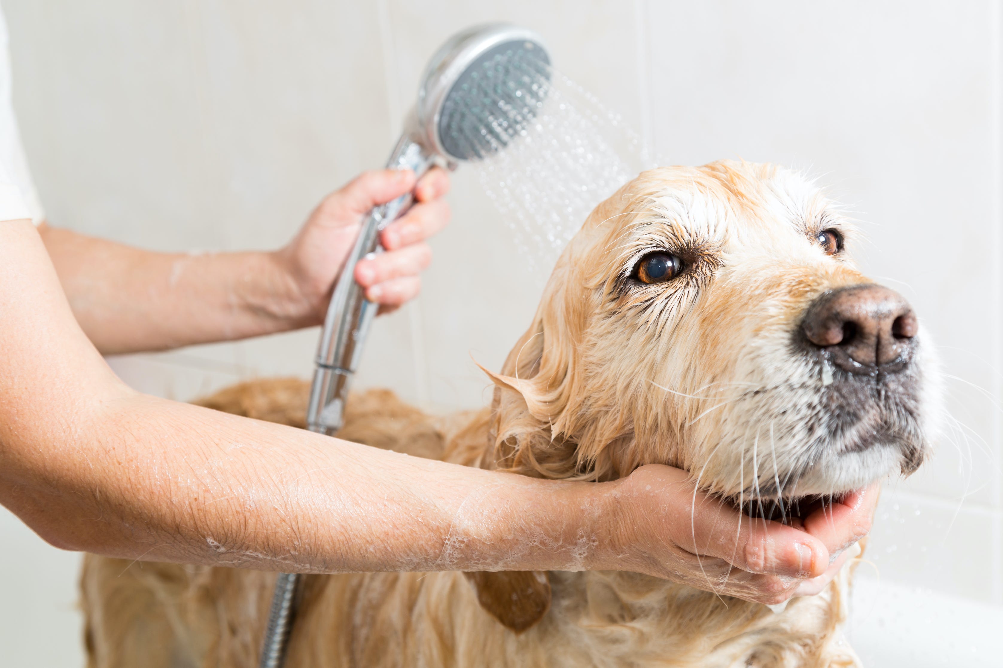 can you bathe a dog in the shower