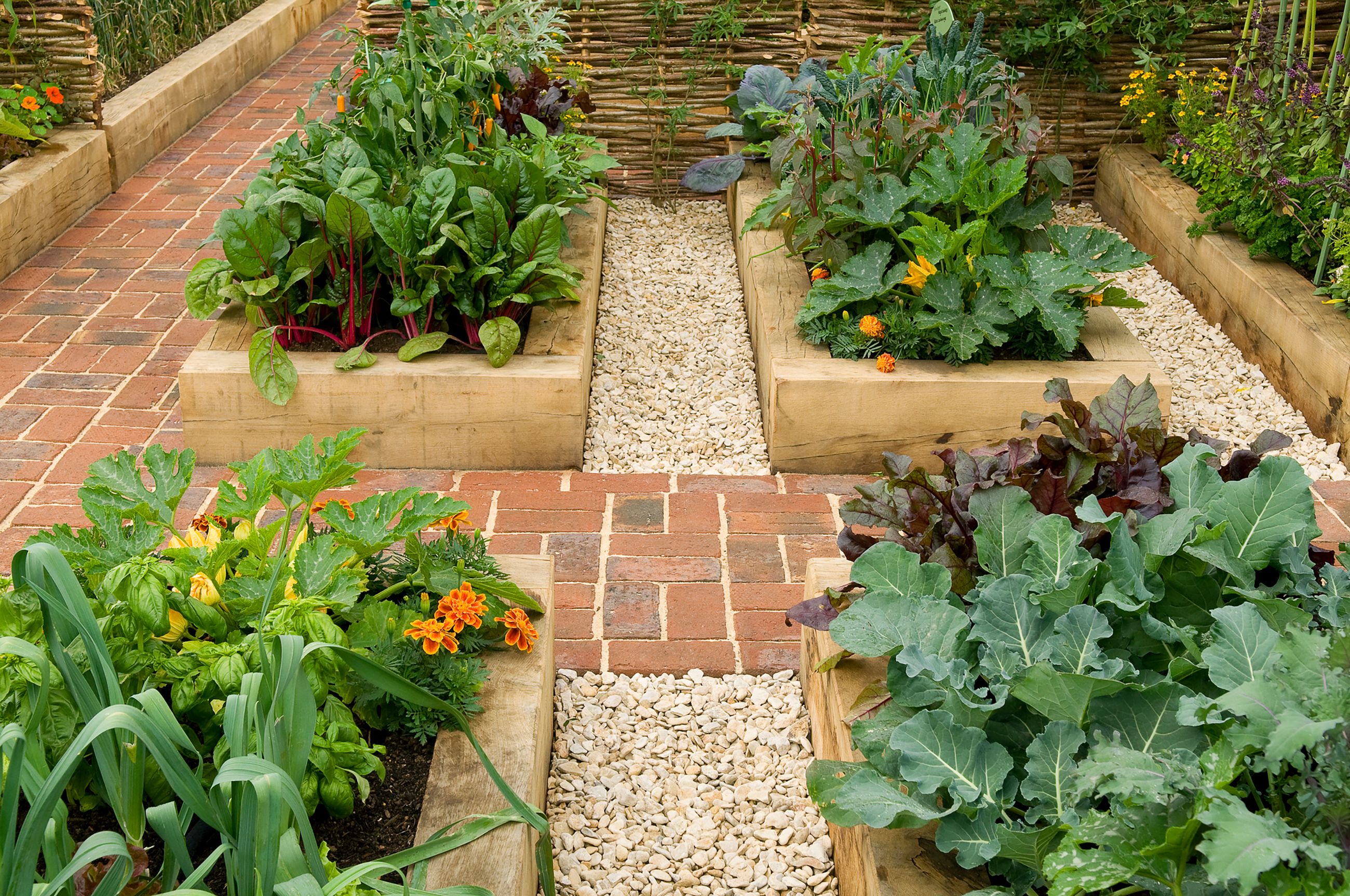 Image of Raised bed with green plant