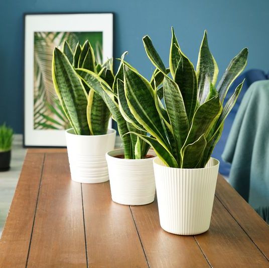 Best Snake Plant Care Tips - How to Care for a Snake Plant