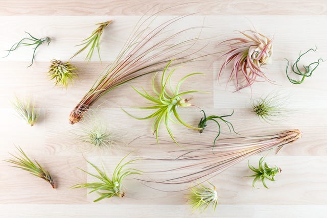 Air Plants: The Complete Guide On How To Care For, Display And 