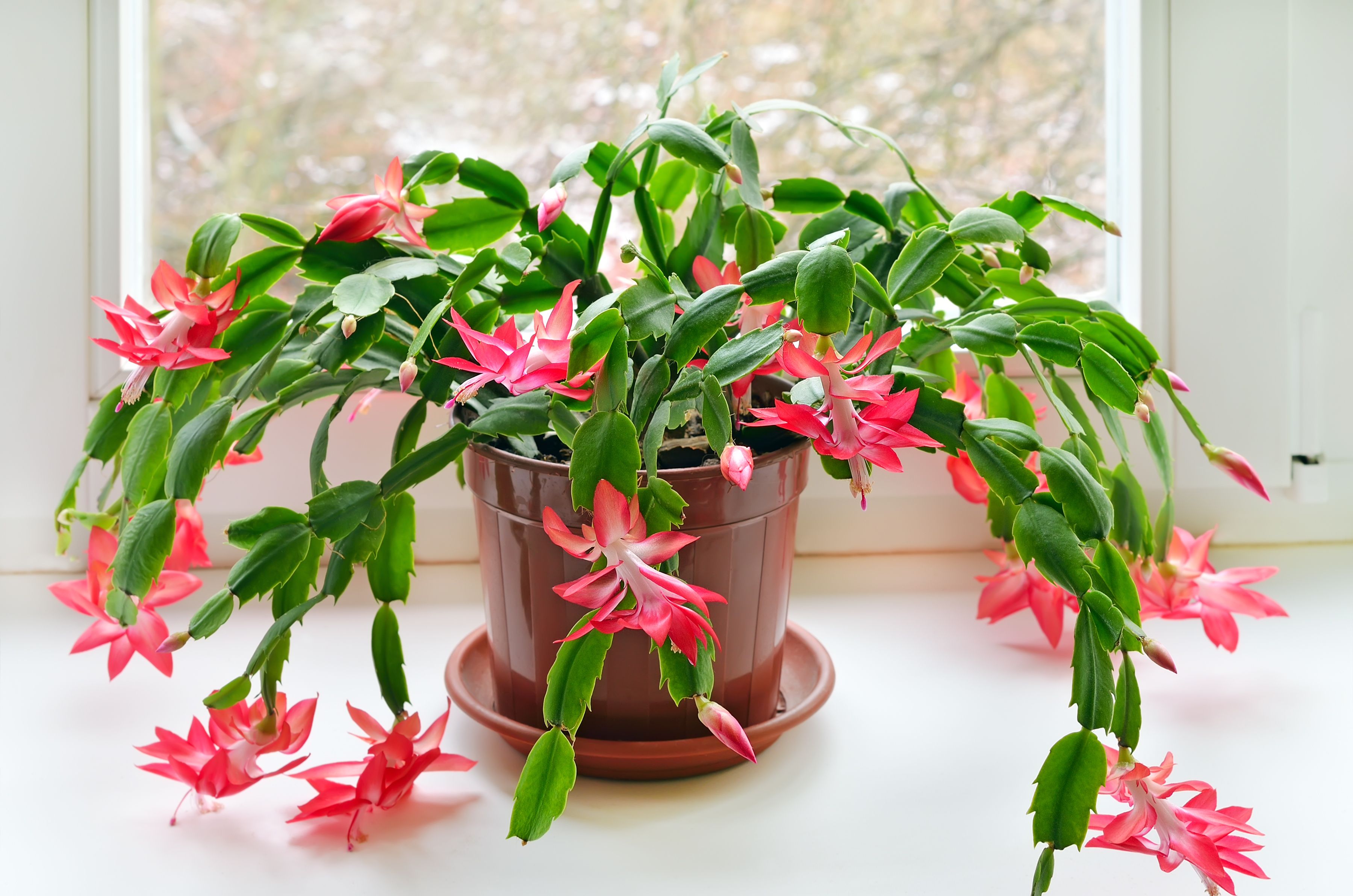Your Christmas Cactus Should Bloom Within Six Weeks With These Tips