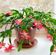 how to care for christmas cactus, christmas cactus schlumbergera in pot