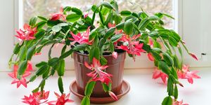 how to care for christmas cactus, christmas cactus schlumbergera in pot