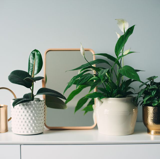 how to care for houseplants in the winter