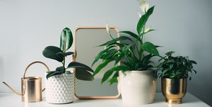 how to care for houseplants in the winter