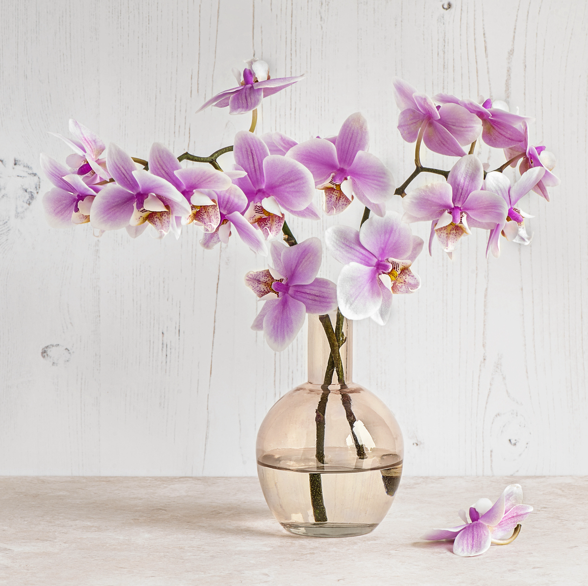 How to Care for Orchids - Tips for Growing Orchids