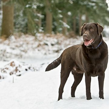 how to care for your dog during freezing cold weather and snow spells