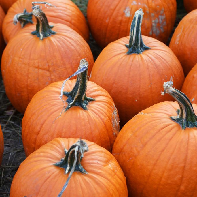 pumpkins at a farm in markham, ontario, canada, on october 12, 2019 photo by creative touch imaging ltdnurphoto via getty images