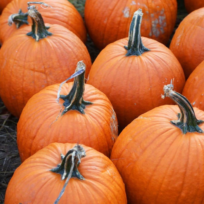 pumpkins at a farm in markham, ontario, canada, on october 12, 2019 photo by creative touch imaging ltdnurphoto via getty images