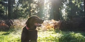 how to choose the best dog collar for your dog