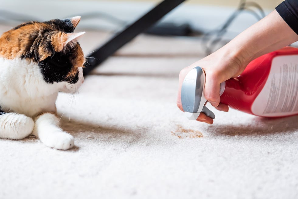 how to clean a carpet at home