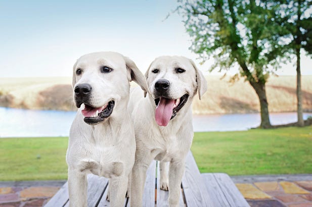 can you clean puppys ears