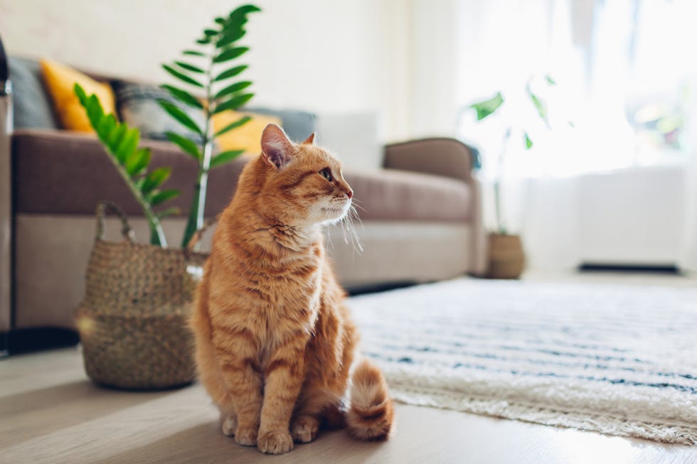 how to clean fabric sofa