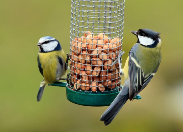 how to clean your bird feeders