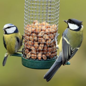 how to clean your bird feeders