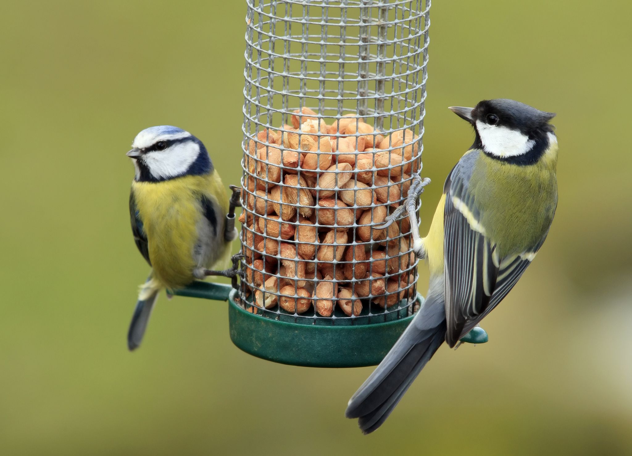 how to clean your bird feeders