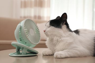 how to keep cats cool