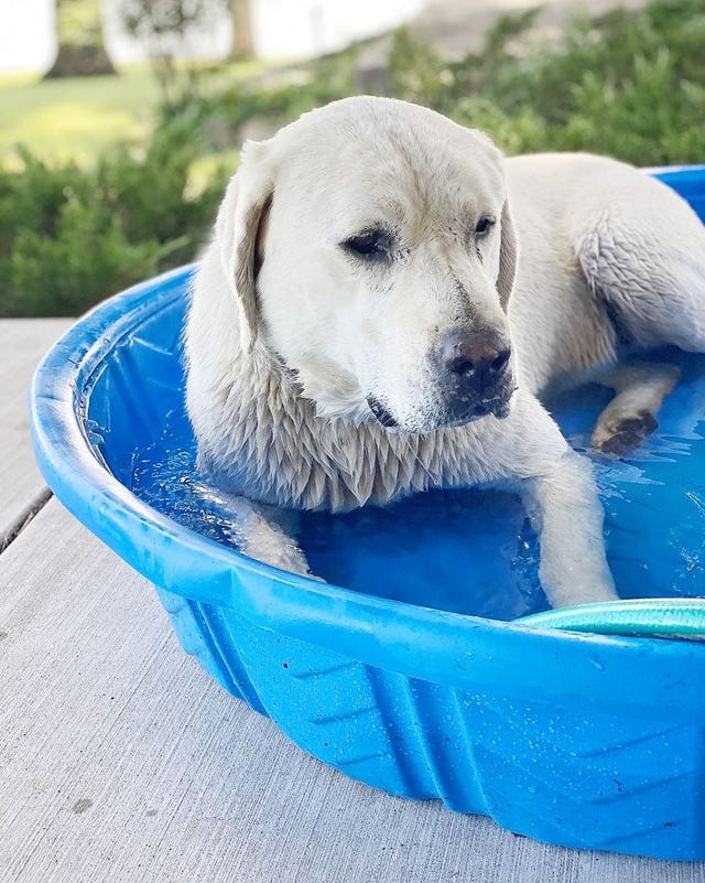 How to Cool Down a Dog in Summer Heat, According to Experts