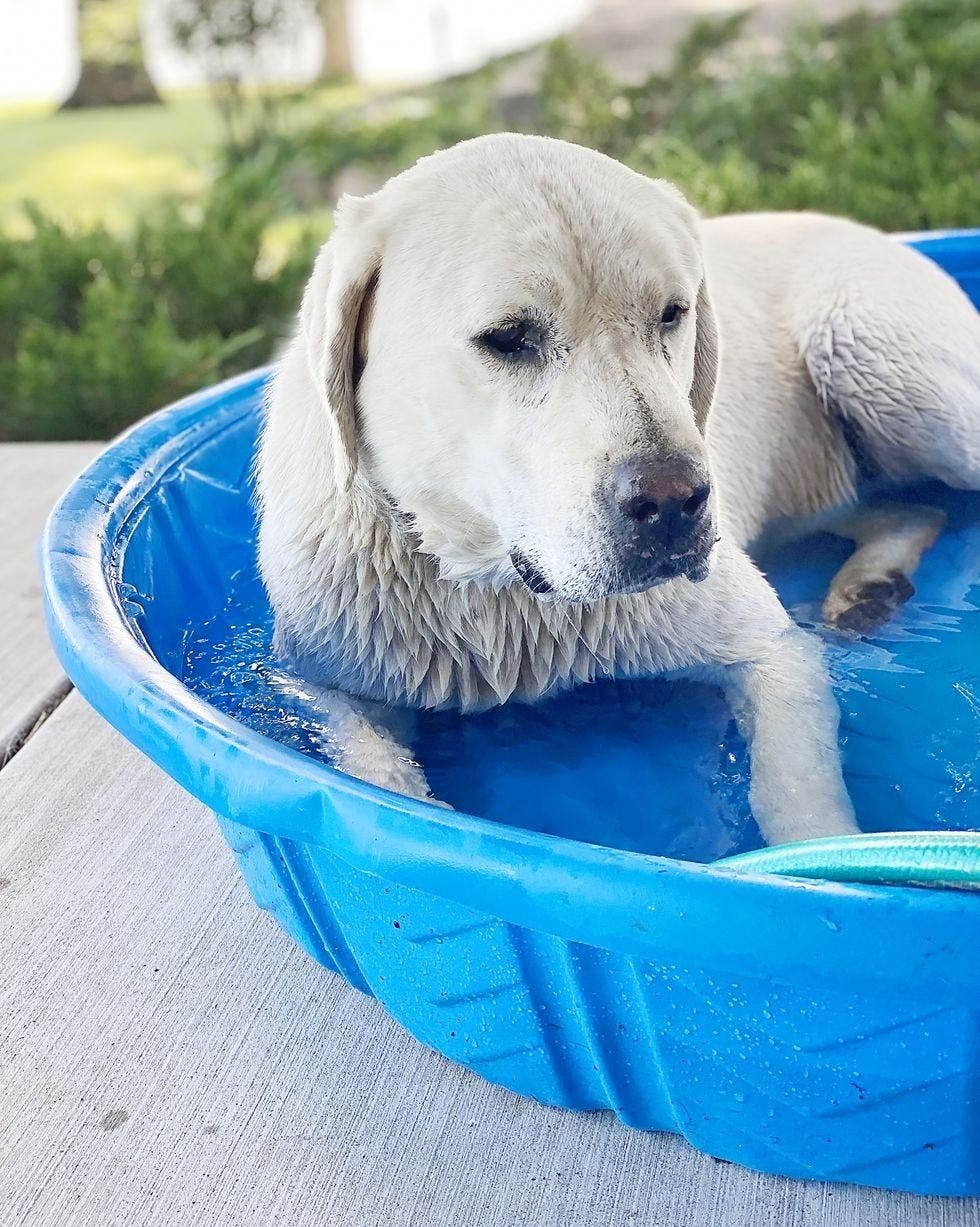 how to cool down an old dog