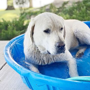 how to cool dog down