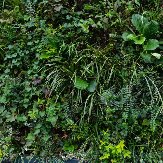 plants growing vertically on a living wall