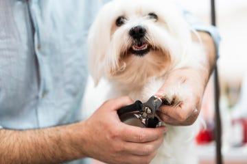 cómo cortar las uñas a un perro