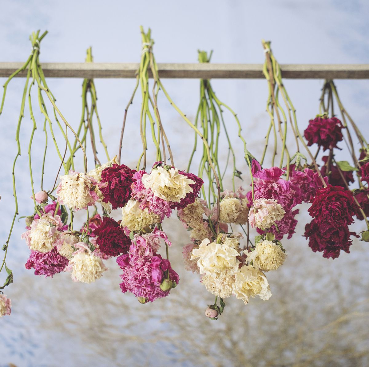 Flores secas: cuáles son las mejores, cómo decorar con ellas y cómo  hacerlas en casa