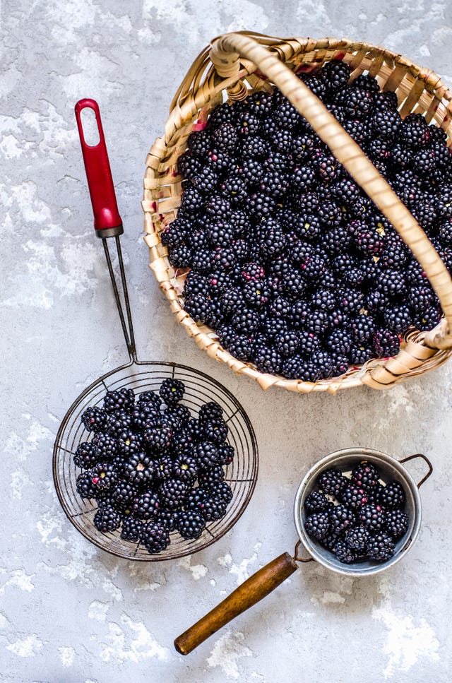how to forage blackberries