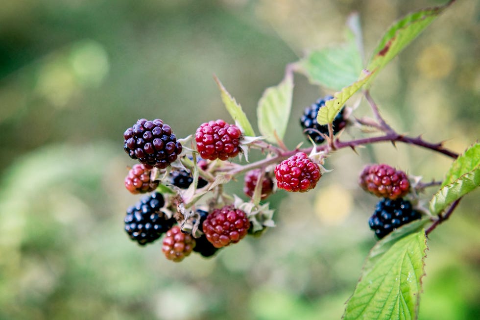 how to forage blackberries