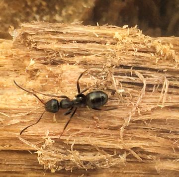 cómo eliminar hormigas carpinteras