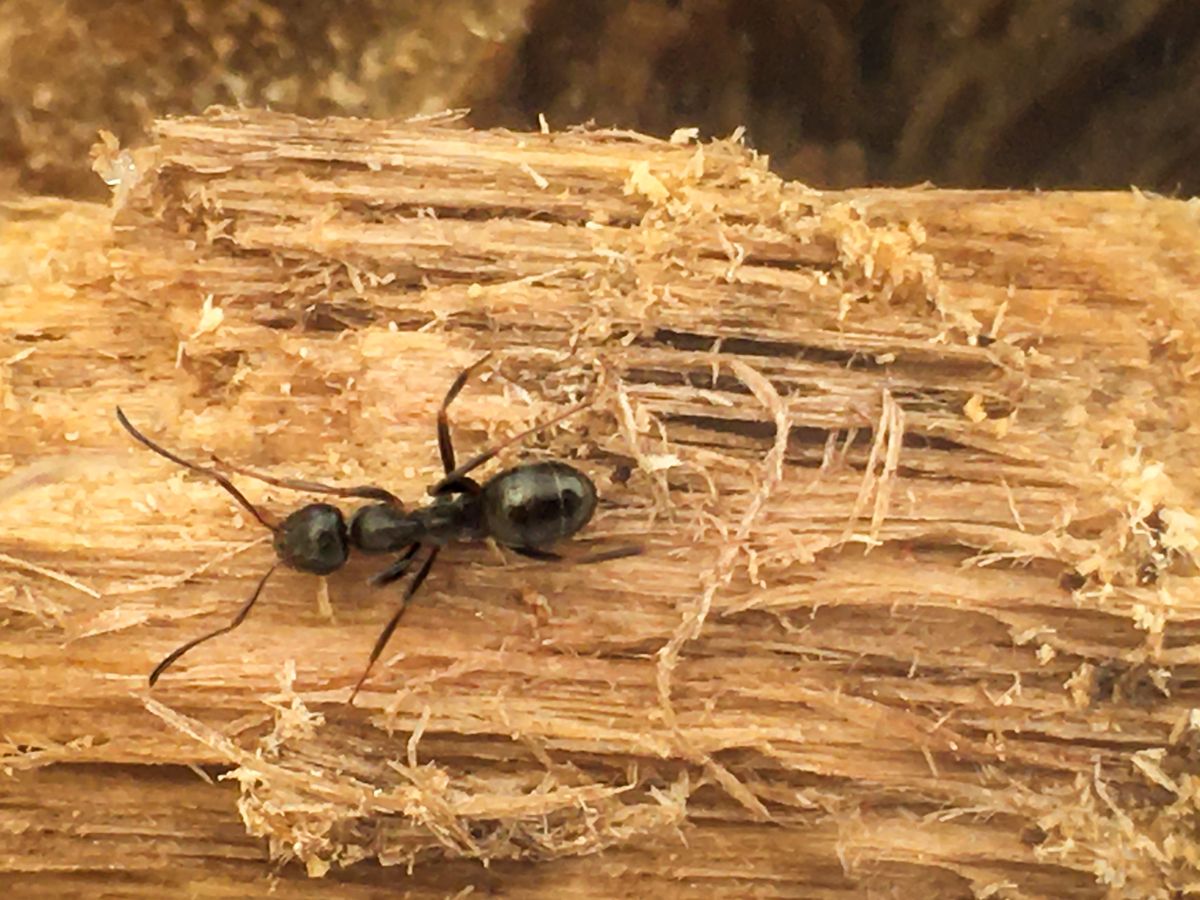 How To Get Rid Of Carpenter Ants Best Ways Kill