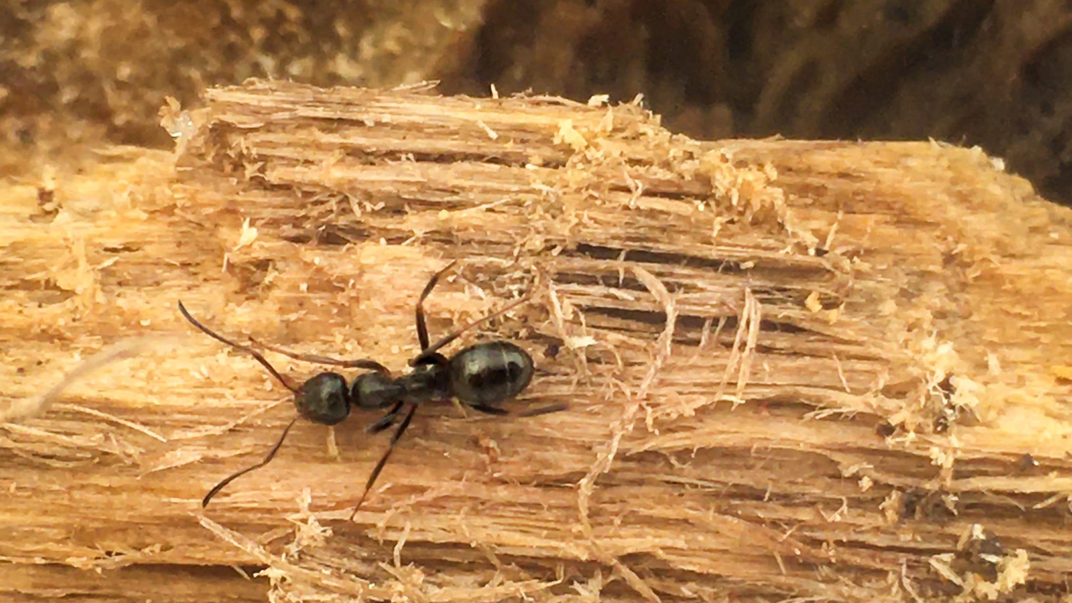 How To Get Rid Of Carpenter Ants