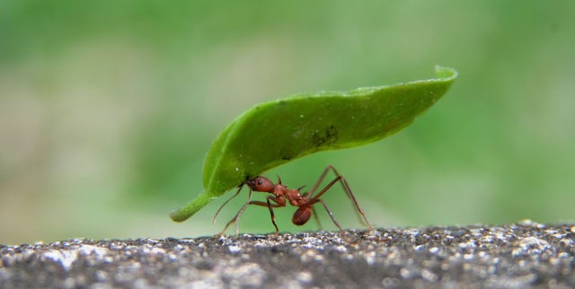 how to get rid of ants