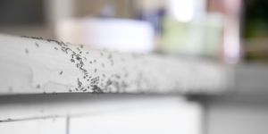 how to get rid of ants   ants crawling on a kitchen counter
